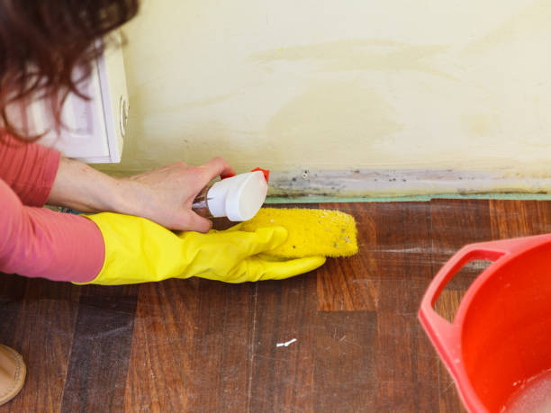 Why You Should Choose Our Mold Remediation Services in New Market, AL